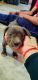 American Pit Bull Terrier Puppies for sale in Vijay Nagar, Ghaziabad, Uttar Pradesh 201009, India. price: 9500 INR