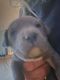 American Pit Bull Terrier Puppies for sale in MO-58, Pleasant Hill, MO, USA. price: $300