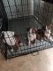American Pit Bull Terrier Puppies for sale in Gardena, CA, USA. price: $600