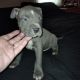 American Pit Bull Terrier Puppies for sale in Indianapolis, IN, USA. price: $600