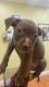 American Pit Bull Terrier Puppies for sale in Pinellas County, FL, USA. price: $400