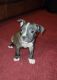 American Pit Bull Terrier Puppies for sale in Philadelphia, PA 19121, USA. price: $900