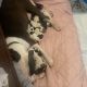 American Pit Bull Terrier Puppies for sale in Mascotte, FL, USA. price: $550
