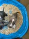 American Pit Bull Terrier Puppies for sale in Dallas-Fort Worth Metropolitan Area, TX, USA. price: NA