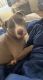 American Pit Bull Terrier Puppies for sale in Orange, CA, USA. price: $80