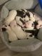 American Pit Bull Terrier Puppies for sale in Ayden, NC 28513, USA. price: $100