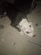 American Pit Bull Terrier Puppies for sale in West Phoenix, Phoenix, AZ 85009, USA. price: $140