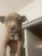 American Pit Bull Terrier Puppies for sale in Pinellas County, FL, USA. price: $400