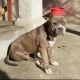 American Pit Bull Terrier Puppies