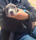 American Pit Bull Terrier Puppies for sale in Lawndale, CA 90260, USA. price: $700