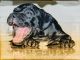 American Pit Bull Terrier Puppies for sale in Thiruvananthapuram, Kerala, India. price: 35000 INR