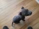 American Pit Bull Terrier Puppies for sale in Durango, CO, USA. price: NA