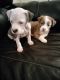 American Pit Bull Terrier Puppies for sale in McKeesport, PA, USA. price: $500