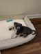 American Pit Bull Terrier Puppies for sale in Marietta, GA 30062, USA. price: $800