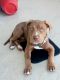 American Pit Bull Terrier Puppies for sale in San Diego, CA, USA. price: $400