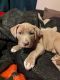 American Pit Bull Terrier Puppies for sale in Pueblo, CO, USA. price: $400