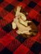 American Pit Bull Terrier Puppies for sale in Waynesburg, OH 44688, USA. price: NA