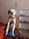 American Pit Bull Terrier Puppies for sale in Jaipur, Rajasthan, India. price: 10000 INR