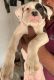 American Pit Bull Terrier Puppies for sale in Patna Airport - Ashiana More Rd, Khajpura, Patna, Bihar 800014, India. price: 30 INR