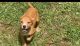 American Pit Bull Terrier Puppies for sale in Callahan, FL 32011, USA. price: NA