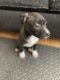 American Pit Bull Terrier Puppies for sale in Harrisburg, PA, USA. price: $300