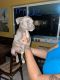 American Pit Bull Terrier Puppies for sale in Pembroke Pines, FL 33024, USA. price: $500