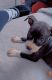 American Pit Bull Terrier Puppies for sale in Philadelphia, PA, USA. price: $500