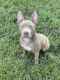 American Pit Bull Terrier Puppies for sale in Winter Park, FL, USA. price: NA