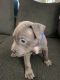 American Pit Bull Terrier Puppies for sale in Holiday, FL, USA. price: $800