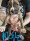 American Pit Bull Terrier Puppies for sale in Cleveland, OH, USA. price: $250