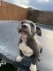American Pit Bull Terrier Puppies for sale in Pasco, WA 99301, USA. price: NA