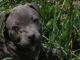 American Pit Bull Terrier Puppies for sale in Berry Creek, CA 95916, USA. price: NA