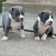 American Pit Bull Terrier Puppies for sale in New York, NY, USA. price: $2,000