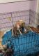 American Pit Bull Terrier Puppies for sale in St Robert, MO, USA. price: $300