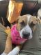 American Pit Bull Terrier Puppies for sale in Monterey Park, CA 91754, USA. price: $500