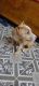 American Pit Bull Terrier Puppies for sale in Pocket C, Sarita Vihar, New Delhi, Delhi 110076, India. price: 16000 INR