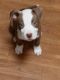 American Pit Bull Terrier Puppies for sale in Richmond, VA, USA. price: $500