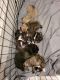 American Pit Bull Terrier Puppies for sale in Delta, OH 43515, USA. price: NA