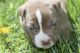 American Pit Bull Terrier Puppies for sale in Topeka, KS 66605, USA. price: $850