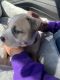 American Pit Bull Terrier Puppies for sale in Monument, CO, USA. price: $50,000
