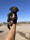 American Pit Bull Terrier Puppies for sale in Chandler, AZ, USA. price: NA