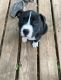 American Pit Bull Terrier Puppies for sale in Fort Worth, TX, USA. price: $150