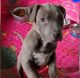 American Pit Bull Terrier Puppies for sale in Cuyahoga Falls, OH, USA. price: $650
