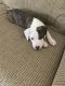 American Pit Bull Terrier Puppies for sale in 321 North Ave, Glendale Heights, IL 60139, USA. price: $700