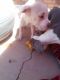 American Pit Bull Terrier Puppies for sale in Moreno Valley, CA 92553, USA. price: $1,000