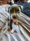 American Pit Bull Terrier Puppies for sale in Twin Lake, MI 49457, USA. price: $500