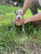 American Pit Bull Terrier Puppies for sale in Kansas City, MO, USA. price: $300
