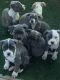 American Pit Bull Terrier Puppies for sale in 901 Bailey Rd, Pittsburg, CA 94565, USA. price: NA