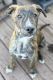 American Pit Bull Terrier Puppies for sale in Coatesville, PA 19320, USA. price: NA