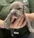 American Pit Bull Terrier Puppies for sale in Duson, LA, USA. price: $100